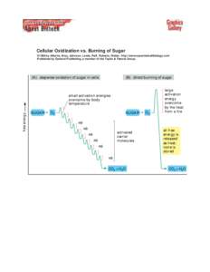Cellular Oxidization vs. Burning of Sugar ©1998 by Alberts, Bray, Johnson, Lewis, Raff, Roberts, Walter . http://www.essentialcellbiology.com Published by Garland Publishing, a member of the Taylor & Francis Group.  (A)