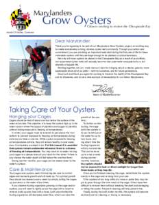 Marylanders  Grow Oysters Citizens working to restore the Chesapeake Bay