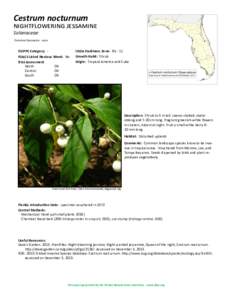 Cestrum nocturnum  nightflowering jessamine Solanaceae Common Synonyms: none