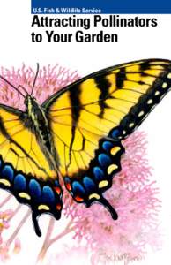 U.S. Fish & Wildlife Service  Attracting Pollinators to Your Garden  Why are Pollinators Important?