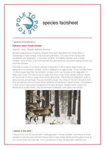 species factsheet  | species introduction | Common name: Forest reindeer Scientific name: Rangifer tarandus fennicus Several subspecies of the genus Rangifer have been described that mostly differ in