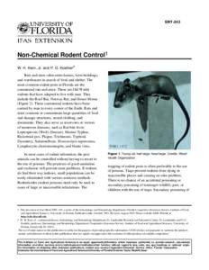 ENY-243  Non-Chemical Rodent Control1 W. H. Kern, Jr. and P. G. Koehler2 Rats and mice often enter homes, farm buildings, and warehouses in search of food and shelter. The