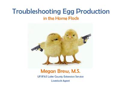 Troubleshooting Egg Production in the Home Flock Megan Brew, M.S. UF/IFAS Lake County Extension Service Livestock Agent