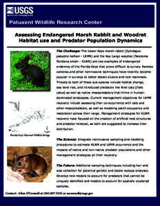 Patuxent Wildlife Research Center Assessing Endangered Marsh Rabbit and Woodrat Habitat use and Predator Population Dynamics The Challenge: The Lower Keys marsh rabbit (Sylvilagus palustris hefneri - LKMR) and the Key La