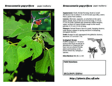 paper mulberry paper mulberry Broussonetia Broussonetia papyrifera papyrifera