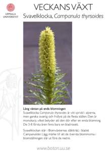 VECKANS VÄXT Svavelklocka, Campanula thyrsoides Lång väntan på enda blomningen Svavelklocka Campanula thyrsoides är vitt spridd i alperna, men ganska ovanlig och fridlyst på de flesta ställen. Den är