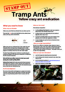 Yellow crazy ant eradication What you need to know What can I do to help? We need your cooperation