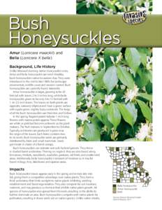 Bush Honeysuckles Amur (Lonicera maackii) and Bella (Lonicera X bella) Background, Life History