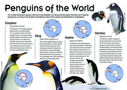 Photos courtesy ShimShamB and DrGaz  Penguins of the World The number of penguin species continues to be debated, but many scientists agree that there are 17 species of penguins, all living in the Southern Hemisphere. So