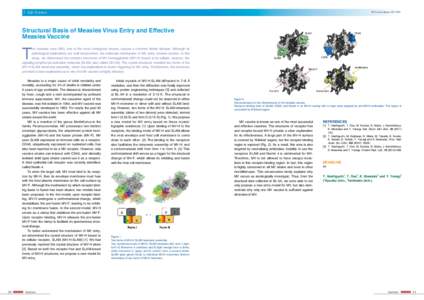 5 Life Science  PF Activity Report 2011 #29 Structural Basis of Measles Virus Entry and Effective Measles Vaccine