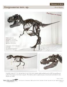 Dinosaurs & Birds  Gorgosaurus nov. sp. Fossil Replica