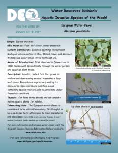 Water Resources Division’s Aquatic Invasive Species of the Week! FOR THE WEEK OF: European Water-Clover