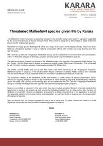 MEDIA RELEASE 20 December 2011 Threatened Malleefowl species given life by Karara Two Malleefowl chicks have been successfully released in the wild after being hand-reared in a program supported by the environmental team