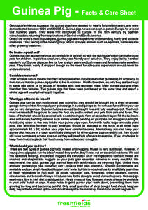 Guinea Pig - Facts & Care Sheet Geological evidence suggests that guinea pigs have existed for nearly forty million years, and were domesticated between 9000 and 3000 B.C. Guinea pigs have been kept as pets in Europe for