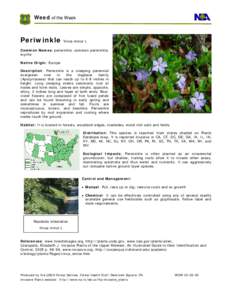 Groundcovers / Plant morphology / Plants / Medicinal plants / Vinca minor / Vinca / Vine / Periwinkle / Weed / Botany / Biology / Apocynaceae