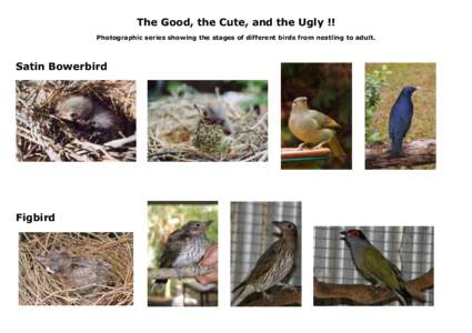 The Good, the Cute, and the Ugly !! Photographic series showing the stages of different birds from nestling to adult. Satin Bowerbird  Figbird