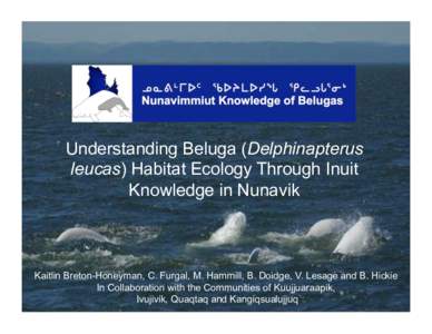 Understanding Beluga (Delphinapterus leucas) Habitat Ecology Through Inuit Knowledge in Nunavik Kaitlin Breton-Honeyman, C. Furgal, M. Hammill, B. Doidge, V. Lesage and B. Hickie In Collaboration with the Communities of 
