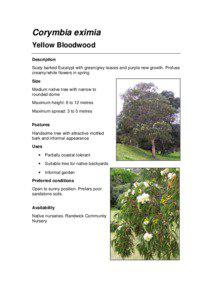 Ornamental trees / Corymbia eximia / Corymbia / Bloodwood / Eucalyptus squamosa / Trees of Australia / Flora of New South Wales / Flora of Australia