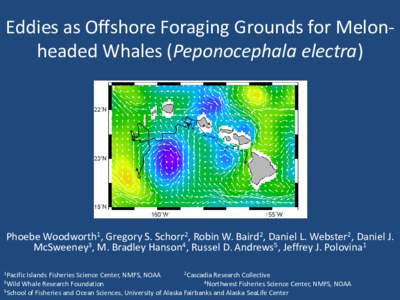 Eddies as Offshore Foraging Grounds for Melon-headed Whales (Peponocephala electra)