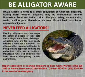BE ALLIGATOR AWARE MCLB Albany is home to a small population of American alligators. During warm weather alligators may be encountered around Horseshoe Pond and Indian Lake. For your safety, do not swim, wade, or allow p