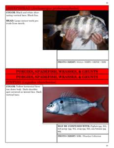 88  SHEEPSHEAD (Archosargus probatocephalus) COLOR: Black and white alternating vertical bars. Black fins. HEAD: Large incisor teeth protrude from mouth.