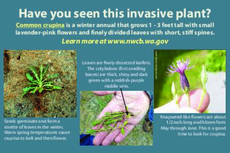 Have you seen this invasive plant? Common crupina is a winter annual that grows[removed]feet tall with small lavender-pink flowers and finely divided leaves with short, stiff spines. Leaves are finely dissected leaflets. T