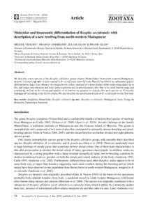 Zootxa, Molecular and bioacoustic differentiation of Boophis occidentalis with...