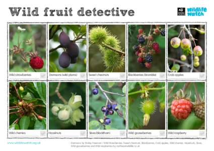 Wild fruit detective  Wild strawberries Damsons (wild plums)