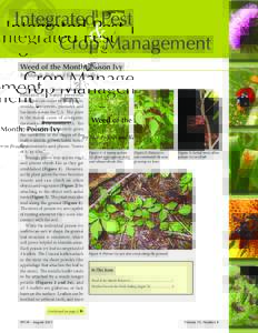 Integrated Pest & Crop Management Weed of the Month: Poison Ivy by Mandy Bish and Kevin Bradley Poison ivy (Toxicodendron