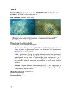 Coral Disease and Health Workshop: Coral Histopathology II