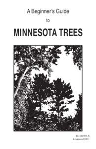 A Beginner’s Guide to MINNESOTA TREES  BU[removed]S