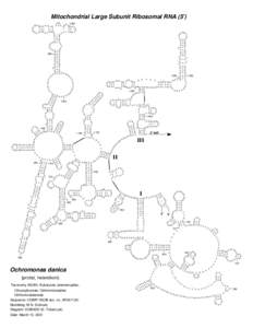 Mitochondrial Large Subunit Ribosomal RNA (5’) U GA A 1000 A A A G C AG C C A U C U C U G