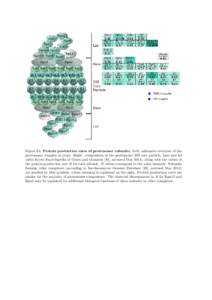 Figure S3: Protein production rates of proteasome subunits. Left: schematic structure of the proteasome complex in yeast. Right: composition of the proteasome 20S core particle, base and lid (after Kyoto Encyclopedia of 