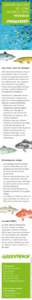 Glas-Fisch / Parapriacanthus ransonneti