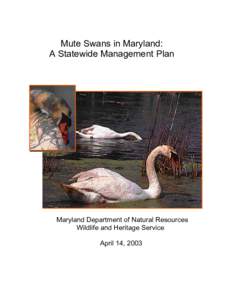 Microsoft Word - mute swan management plan April[removed]Final.doc