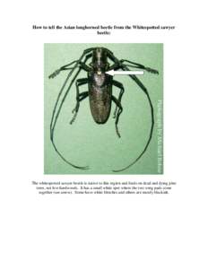 How to tell the Asian longhorned beetle from the Whitespotted sawyer beetle: The whitespotted sawyer beetle is native to this region and feeds on dead and dying pine trees, not live hardwoods. It has a small white spot w