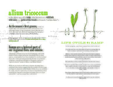 allium tricoccum  is the plant we call a ramp, also known as a wild leek, wild onion, or garlic-of-the-woods in French (“ail des bois”).  As the season’s first greens, ramps are