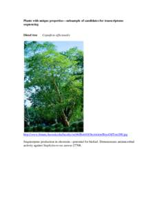 Diesel tree      Copaifera officianalis: