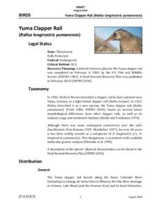 DRECP Species Account - Yuma Clapper Rail