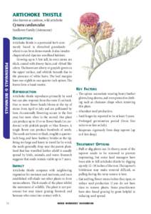 ARTICHOKE THISTLE Also known as cardoon, wild artichoke Cynara cardunculus Sunflower Family (Asteraceae) DESCRIPTION