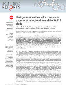 Proteobacteria / Rickettsiales / Symbiosis / SAR11 clade / Mitochondrion / Rickettsia / Pelagibacter ubique / Excavate / Proto-mitochondrion / Biology / Bacteria / Microbiology