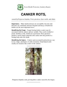 Forest Health Protection, Southern Region  CANKER ROTS, caused byPolyporus hispidus, Poria spiculosa, Irpex mollis, and others Importance. - Many hardwood trees are susceptible, but oaks and hickories are commonly infect