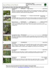 WITTUNGA TRAIL December 2012, January and February 2013 Special Plants of the Month