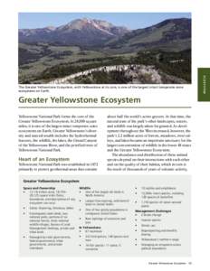 Greater Yellowstone Ecosystem Yellowstone National Park forms the core of the Greater Yellowstone Ecosystem. At 28,000 square miles, it is one of the largest intact temperate-zone ecosystems on Earth. Greater Yellowstone