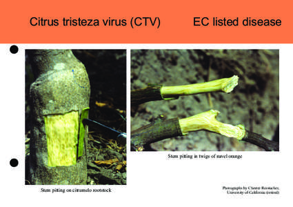 Citrus tristeza virus (CTV)  EC listed disease Stem pitting in twigs of navel orange