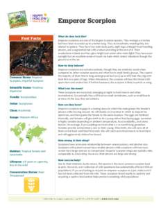 Taxonomy / Arachnids / Emperor scorpion / Arthropods / Pandinus / Mac Gargan / Spider / Arizona bark scorpion / Phyla / Protostome / Scorpions