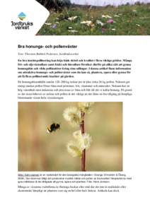 Bra honungs- och pollenväxter Text: Thorsten Rahbek Pedersen, Jordbruksverket En bra insektspollinering kan höja både skörd och kvalitet i flera viktiga grödor. Många frö- och oljeväxtodlare samt frukt och bärod