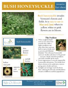 BUSH HONEYSUCKLE  invasive fact sheet  Bush honeysuckle invades