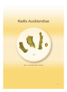 1 cm  Figure 1 A photograph of Radix Aucklandiae 101