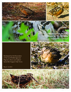 Wading birds / Ornithology / Hunting / Zoology / Upland game bird / Game / Scolopax / American Woodcock / Woodcocks